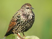 Ay aẓerẓur urqim