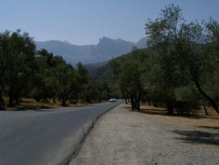 Les Oliviers et le Djurdjura...en Kabylie...